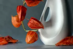 사쿠라테라피 (대신)