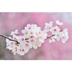 스웨덴정통 (세종)